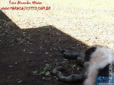 Cão luta com cobra Jiboia em Vila Vargas na cidade de Dourados “exclusivo”