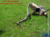 Cão luta com cobra Jiboia em Vila Vargas na cidade de Dourados “exclusivo”