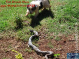 Cão luta com cobra Jiboia em Vila Vargas na cidade de Dourados “exclusivo”