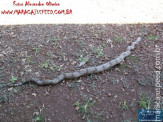 Cão luta com cobra Jiboia em Vila Vargas na cidade de Dourados “exclusivo”