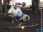 Cão luta com cobra Jiboia em Vila Vargas na cidade de Dourados “exclusivo”