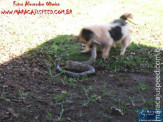 Cão luta com cobra Jiboia em Vila Vargas na cidade de Dourados “exclusivo”