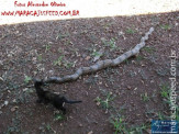 Cão luta com cobra Jiboia em Vila Vargas na cidade de Dourados “exclusivo”