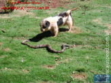 Cão luta com cobra Jiboia em Vila Vargas na cidade de Dourados “exclusivo”
