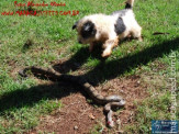 Cão luta com cobra Jiboia em Vila Vargas na cidade de Dourados “exclusivo”