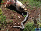 Cão luta com cobra Jiboia em Vila Vargas na cidade de Dourados “exclusivo”