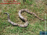 Cão luta com cobra Jiboia em Vila Vargas na cidade de Dourados “exclusivo”