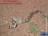 Cão luta com cobra Jiboia em Vila Vargas na cidade de Dourados “exclusivo”