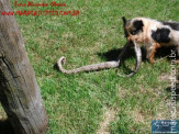 Cão luta com cobra Jiboia em Vila Vargas na cidade de Dourados “exclusivo”