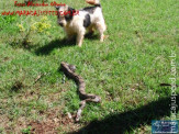 Cão luta com cobra Jiboia em Vila Vargas na cidade de Dourados “exclusivo”