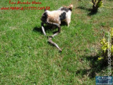 Cão luta com cobra Jiboia em Vila Vargas na cidade de Dourados “exclusivo”