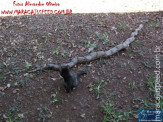 Cão luta com cobra Jiboia em Vila Vargas na cidade de Dourados “exclusivo”