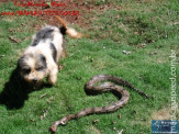 Cão luta com cobra Jiboia em Vila Vargas na cidade de Dourados “exclusivo”