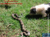 Cão luta com cobra Jiboia em Vila Vargas na cidade de Dourados “exclusivo”