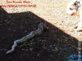 Cão luta com cobra Jiboia em Vila Vargas na cidade de Dourados “exclusivo”