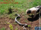 Cão luta com cobra Jiboia em Vila Vargas na cidade de Dourados “exclusivo”