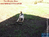 Cão luta com cobra Jiboia em Vila Vargas na cidade de Dourados “exclusivo”