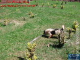 Cão luta com cobra Jiboia em Vila Vargas na cidade de Dourados “exclusivo”