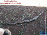 Cão luta com cobra Jiboia em Vila Vargas na cidade de Dourados “exclusivo”