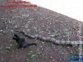 Cão luta com cobra Jiboia em Vila Vargas na cidade de Dourados “exclusivo”