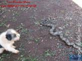 Cão luta com cobra Jiboia em Vila Vargas na cidade de Dourados “exclusivo”