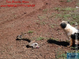 Cão luta com cobra Jiboia em Vila Vargas na cidade de Dourados “exclusivo”