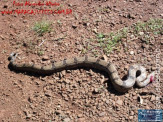 Cão luta com cobra Jiboia em Vila Vargas na cidade de Dourados “exclusivo”
