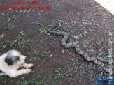Cão luta com cobra Jiboia em Vila Vargas na cidade de Dourados “exclusivo”