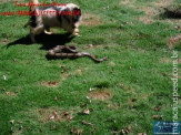 Cão luta com cobra Jiboia em Vila Vargas na cidade de Dourados “exclusivo”