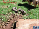 Cão luta com cobra Jiboia em Vila Vargas na cidade de Dourados “exclusivo”