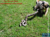 Cão luta com cobra Jiboia em Vila Vargas na cidade de Dourados “exclusivo”