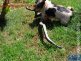 Cão luta com cobra Jiboia em Vila Vargas na cidade de Dourados “exclusivo”