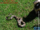 Cão luta com cobra Jiboia em Vila Vargas na cidade de Dourados “exclusivo”