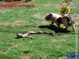 Cão luta com cobra Jiboia em Vila Vargas na cidade de Dourados “exclusivo”