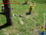 Cão luta com cobra Jiboia em Vila Vargas na cidade de Dourados “exclusivo”