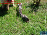 Cão luta com cobra Jiboia em Vila Vargas na cidade de Dourados “exclusivo”