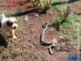 Cão luta com cobra Jiboia em Vila Vargas na cidade de Dourados “exclusivo”