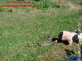 Cão luta com cobra Jiboia em Vila Vargas na cidade de Dourados “exclusivo”