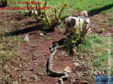 Cão luta com cobra Jiboia em Vila Vargas na cidade de Dourados “exclusivo”