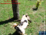 Cão luta com cobra Jiboia em Vila Vargas na cidade de Dourados “exclusivo”