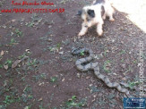 Cão luta com cobra Jiboia em Vila Vargas na cidade de Dourados “exclusivo”