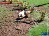 Cão luta com cobra Jiboia em Vila Vargas na cidade de Dourados “exclusivo”