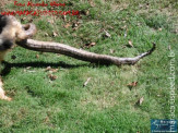 Cão luta com cobra Jiboia em Vila Vargas na cidade de Dourados “exclusivo”