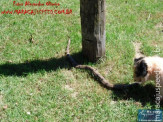 Cão luta com cobra Jiboia em Vila Vargas na cidade de Dourados “exclusivo”