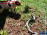 Cão luta com cobra Jiboia em Vila Vargas na cidade de Dourados “exclusivo”