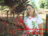 Aniversário Aurea 60 anos