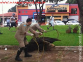 Bombeiros capturam “Sucuri” de aproximadamente 2,5 metros no centro de Maracaju