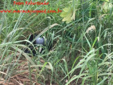 Maracaju: Grave acidente na BR-267 resulta em motociclista com traumatismo craniano