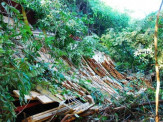 Pneu estoura e carreta carregada com madeira sai da pista na BR-267