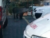 PMA e CRAS capturam anta no cento de Campo Grande